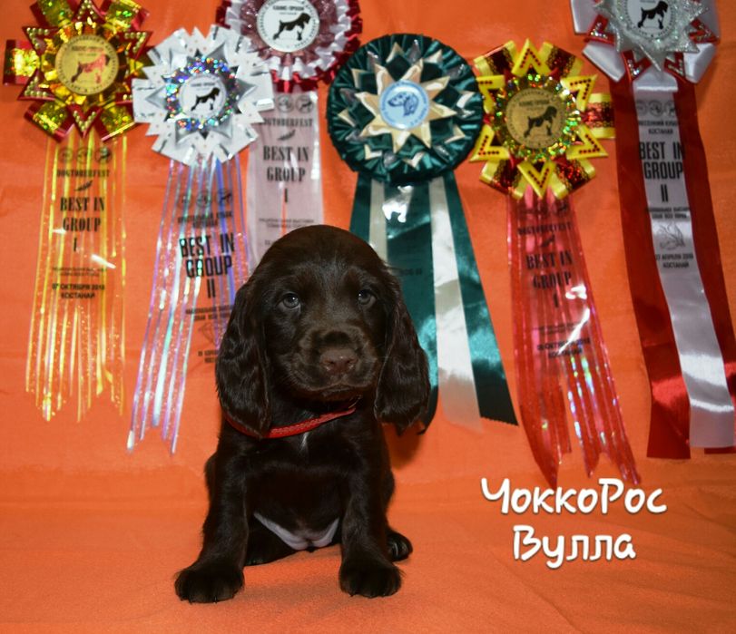 Спаниель шоколадка