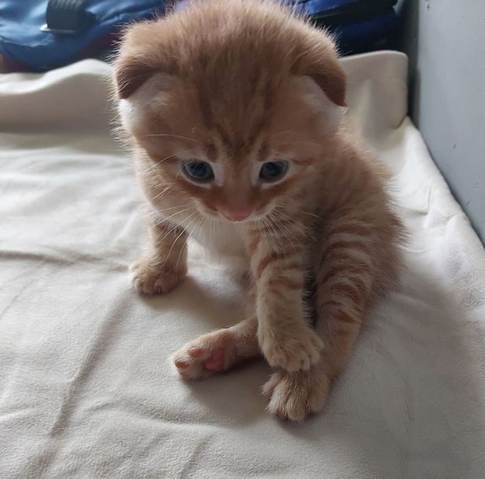 Вислоухий котёнок мальчик