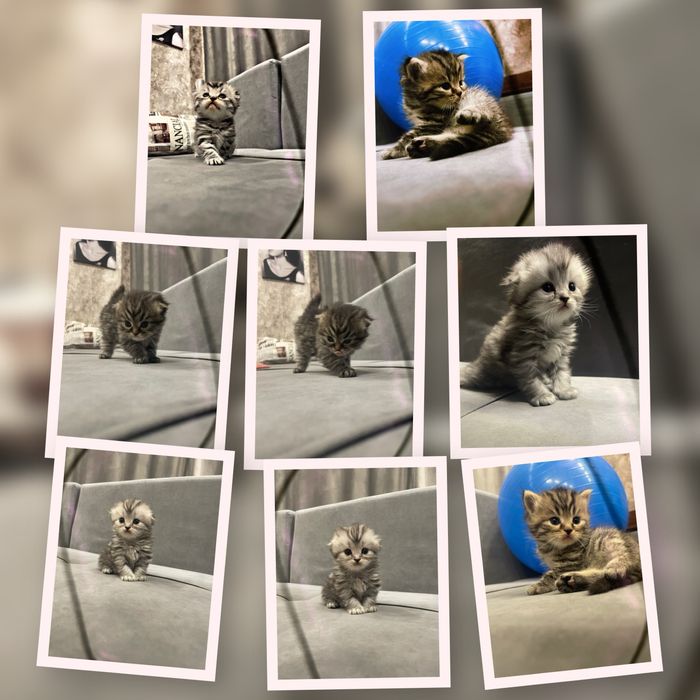 Котята шиншилята