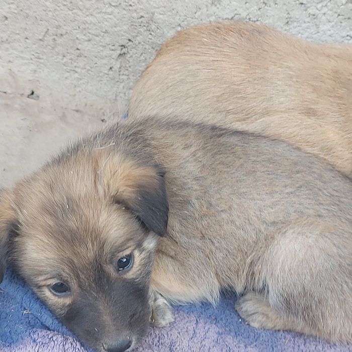 Собаки Животные Щенки 1,5 месяца