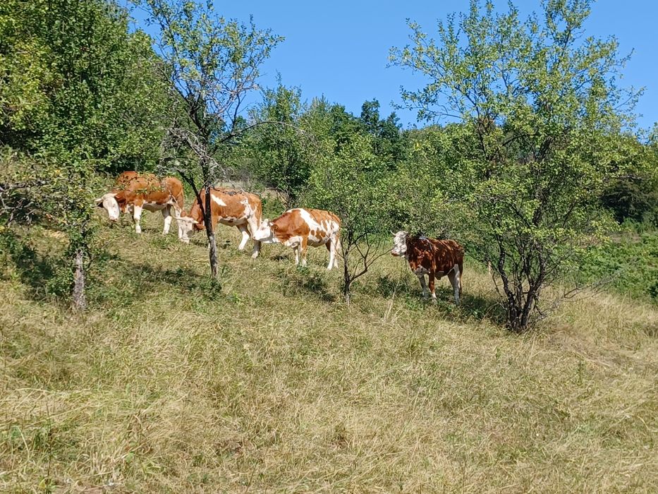 Vând juninci gestante din mame cu origine