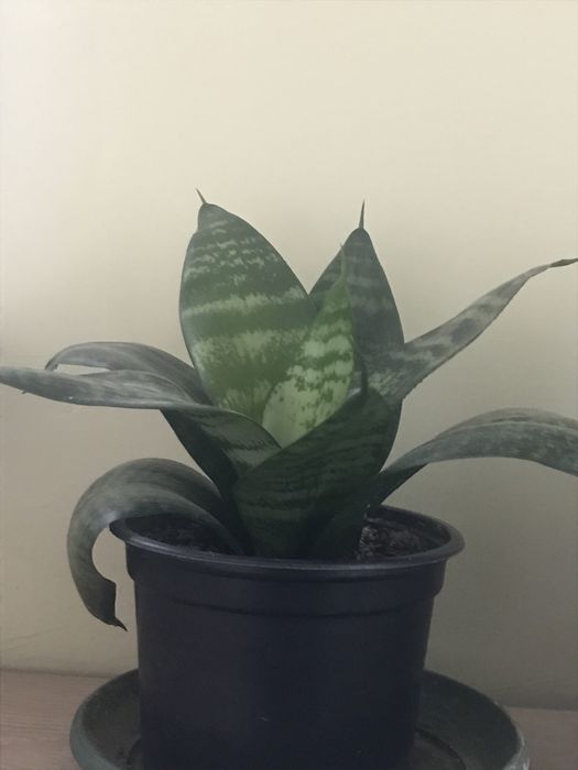 Синсевиера Хани. и Сингониум