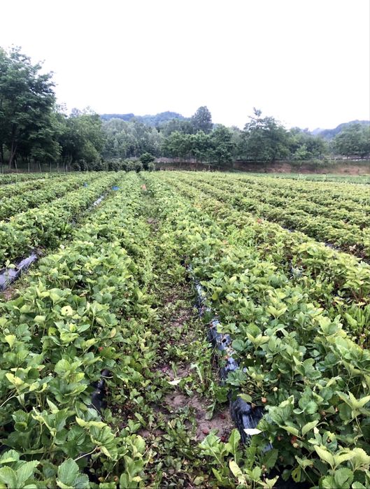 Stoloni Clery și Joly