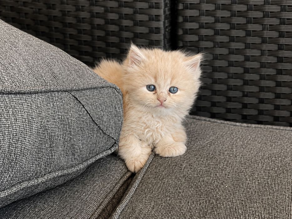 3 котенца си търсят дом
