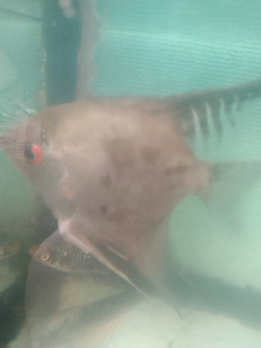 Продам скалярию  самец