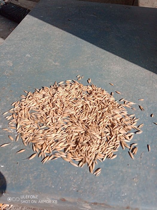 Vând ovăz producție 2025