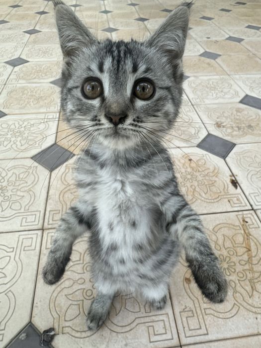 Продается Кошка Серебристый тигровый табби