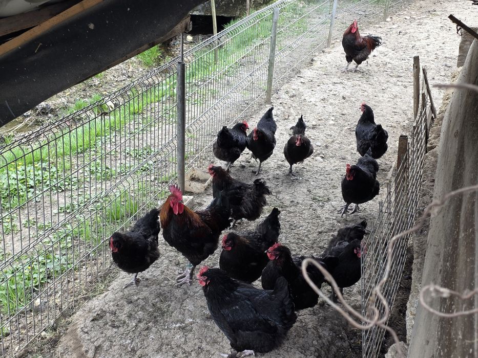 Ouă incubat rasă Marans