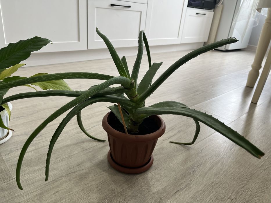 Продам цветы комнатные