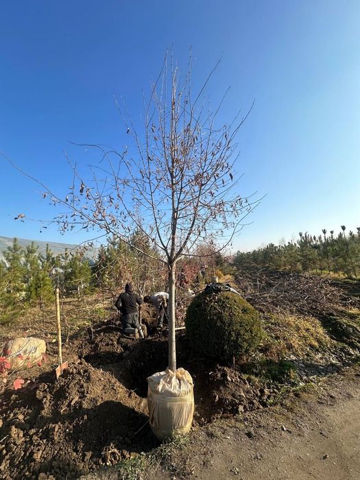 Манзарали Арча, Дарахтлар сотилади!