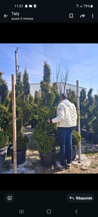 Laylandi mesteacăn platan tei stejar