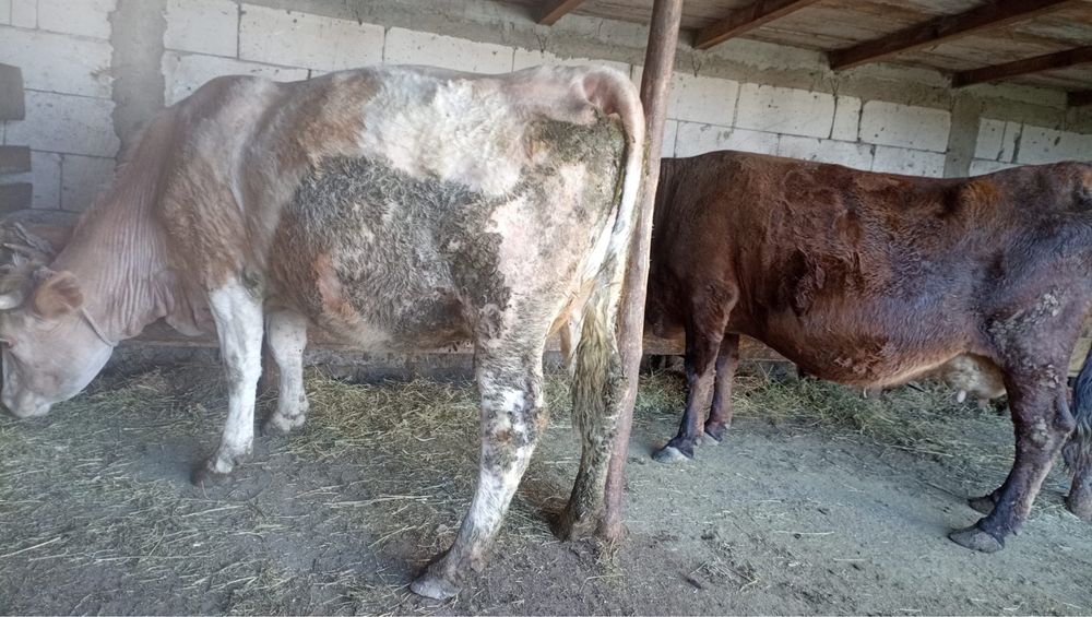 Vand una la alegere!