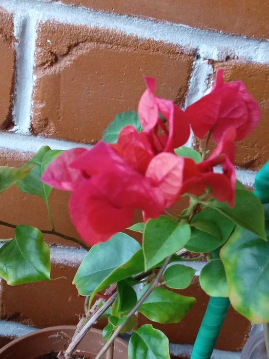 Сансевиерия,крассулы и др,