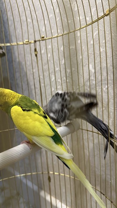 Папугай как на фото