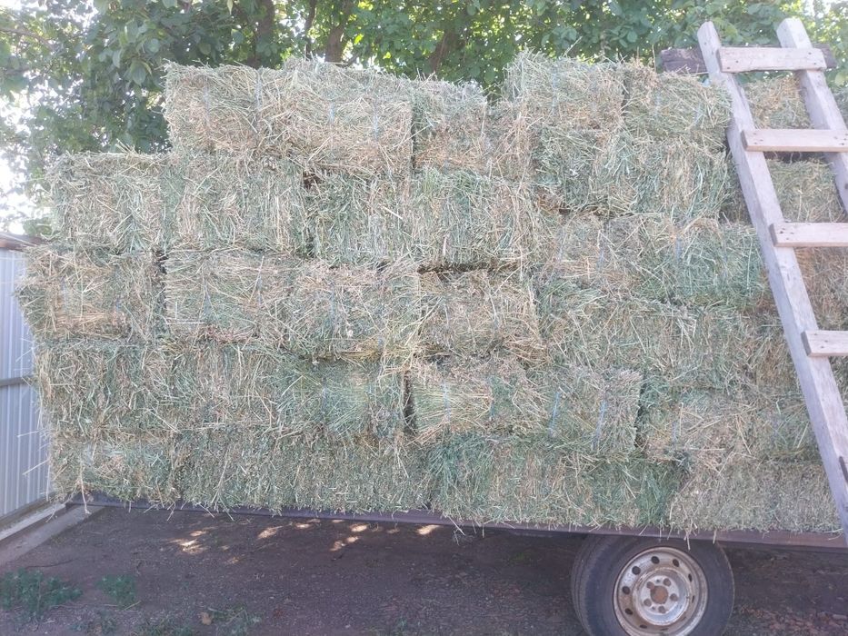 Baloti de lucernă de vânzare