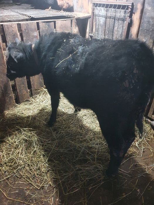 Vând juncă angus de 9luni