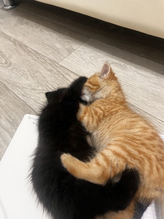 Отдам милых котят