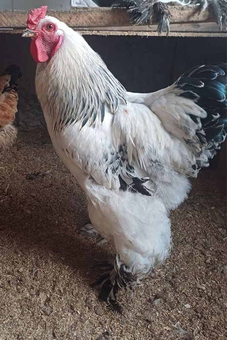 Продам петуха "Брама"