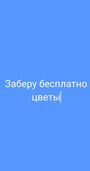 Домашние комнатные цветы