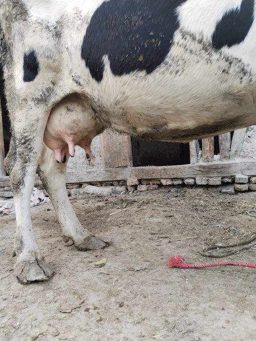 Rasiski chorni pyostir sigir