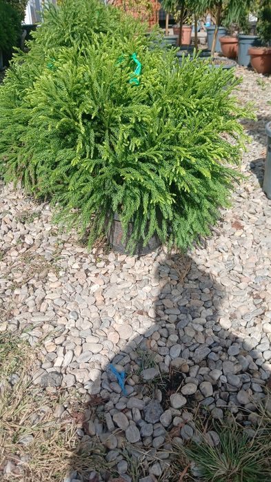 Criptomeria japonica oferta pret