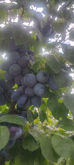 Prune de vanzare