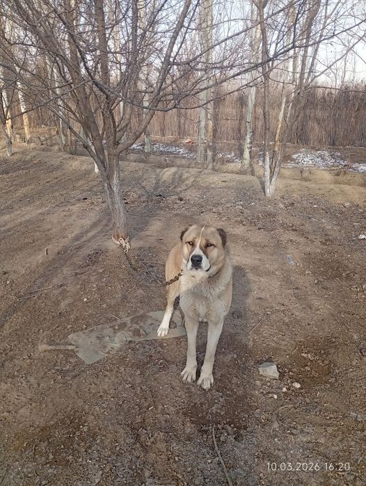 Казакы тобед ит сатылады