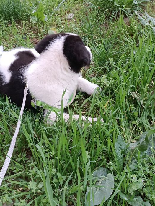 Малинка ищет дом !