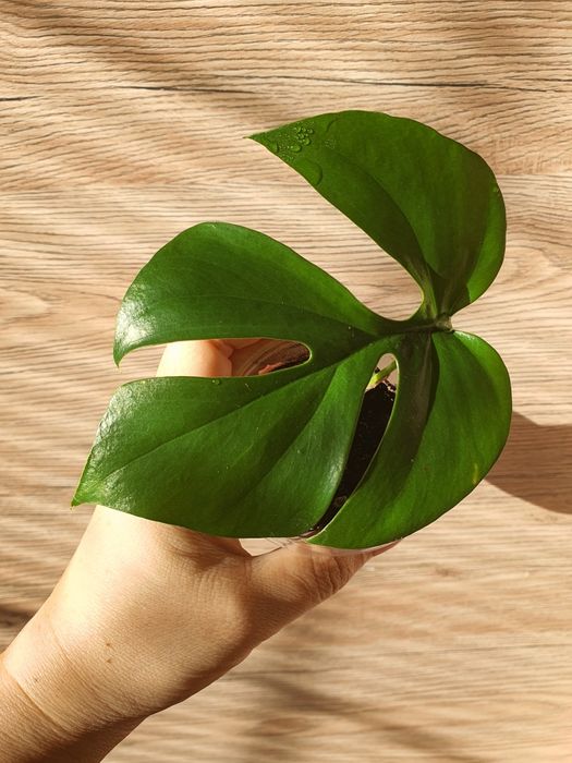 Монстера Рафидофора Минима