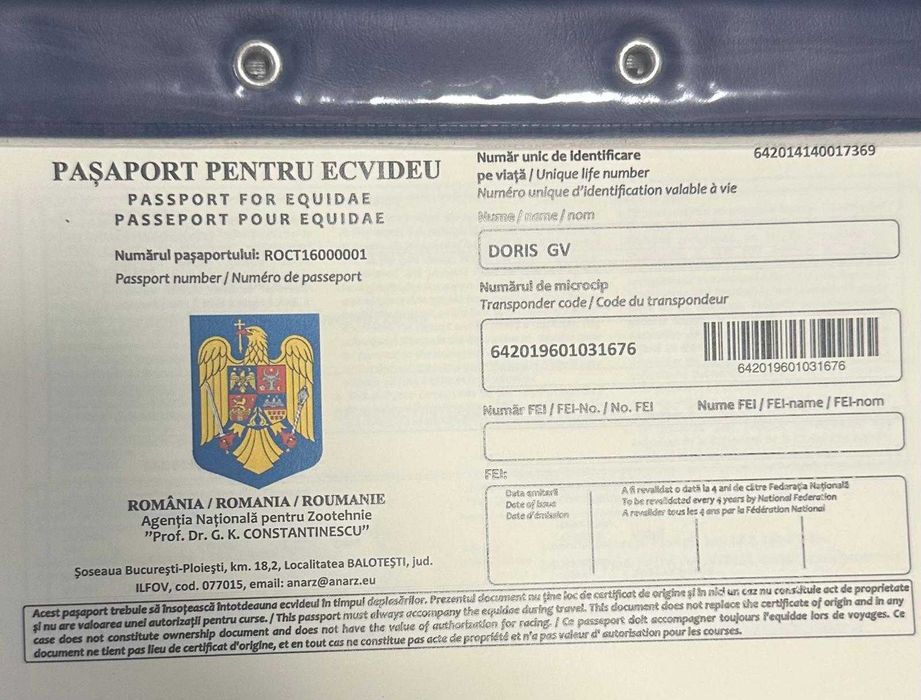 Iapă Shagya Arab înregistrată 12 ani + fiică 6 ani