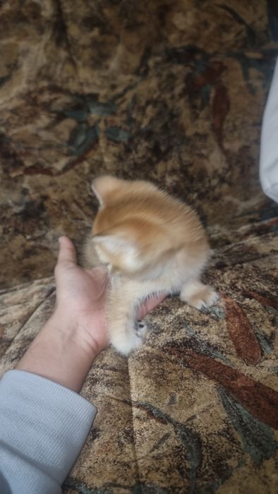 Zotli mushukla Otasi British Shinshila Onasi Scotish Strayt