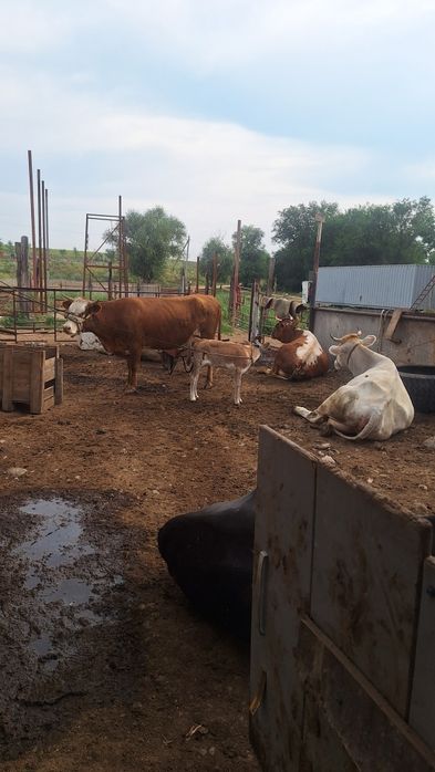 Продам КХ -20сот в месте скотом