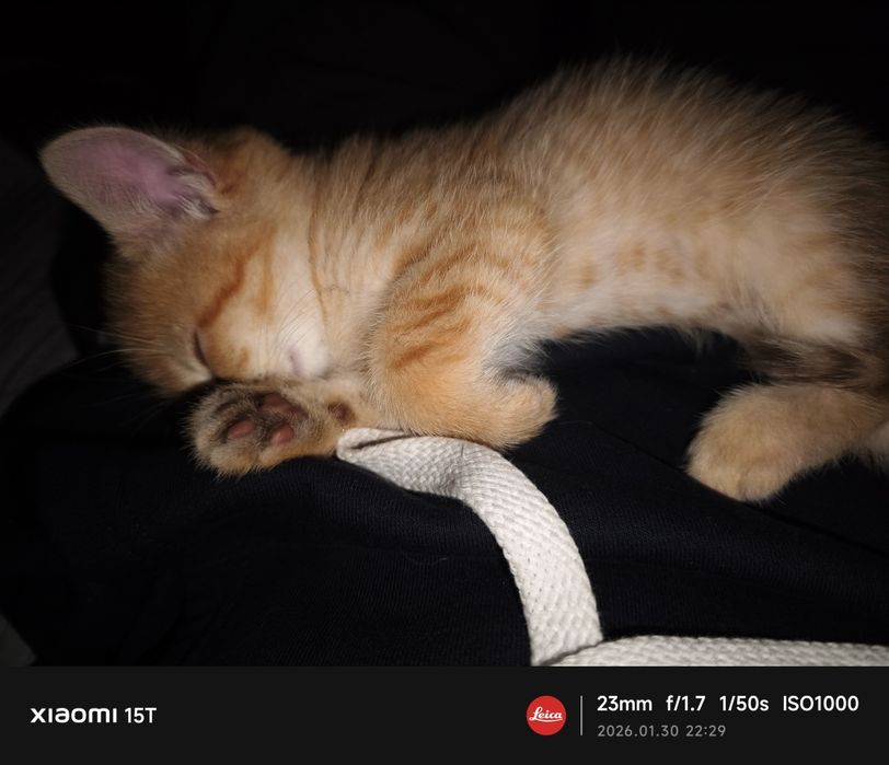 Продам котёнка  k