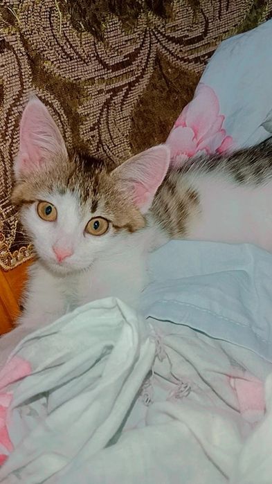 Котята ищут дом. Привиты