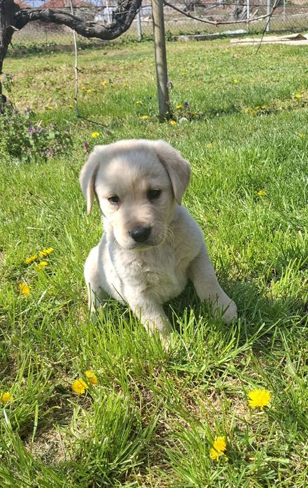 Чистокръвен Лабрадор Ретривър