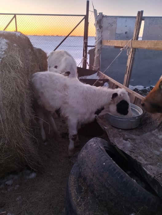 Еркек баспақ сатамын
