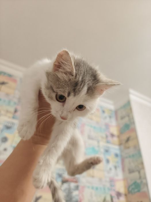 Кошечка ищет дом!