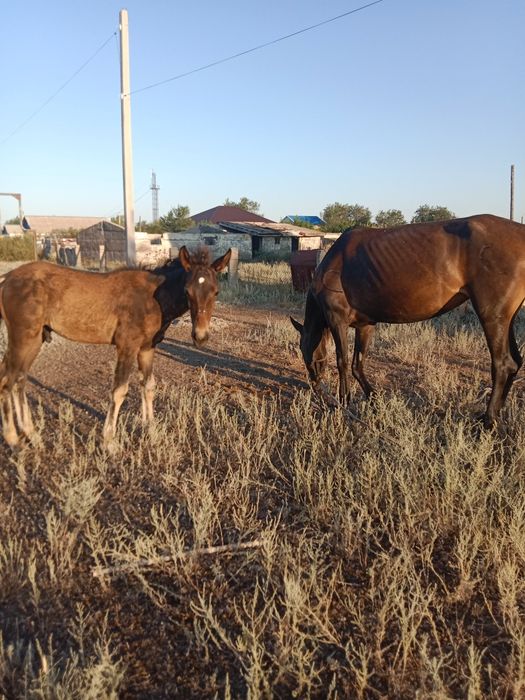 Жылқы, Сыер.бзау