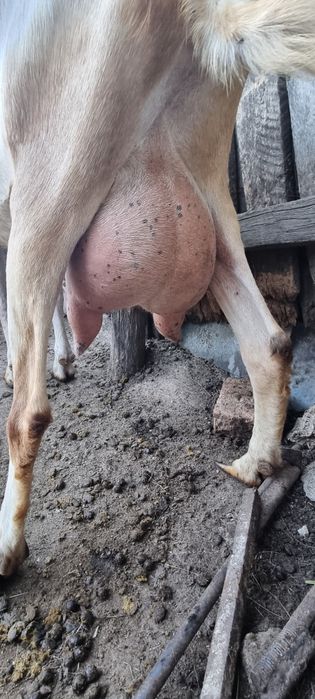 Iadă din capra  saanen