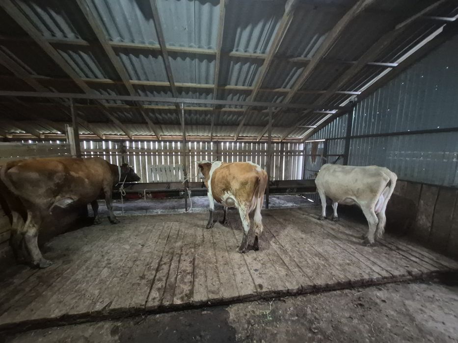 Продам дойную корову