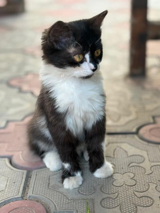 Котенок ищет дом