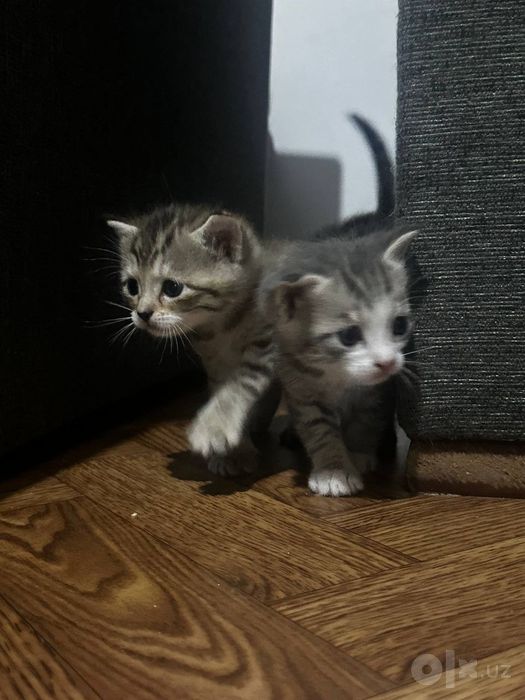 Котенки за символическую цену от породистой мамы