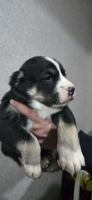 Срочно Щенки Алабая, 25 дней