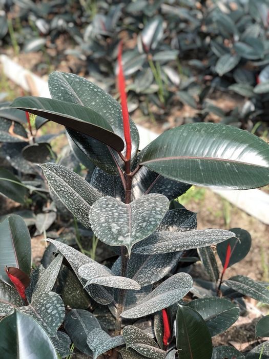 Fikuslar sotiladi ( uy va ofis uchun) Фикус