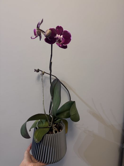 Кашпа / саксия за орхидея