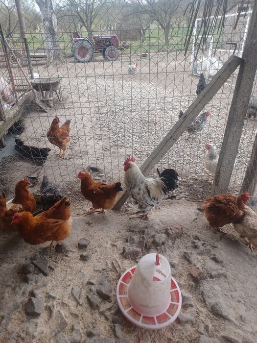 Vand pui de gaina de casa rasa mixta de 10 zile