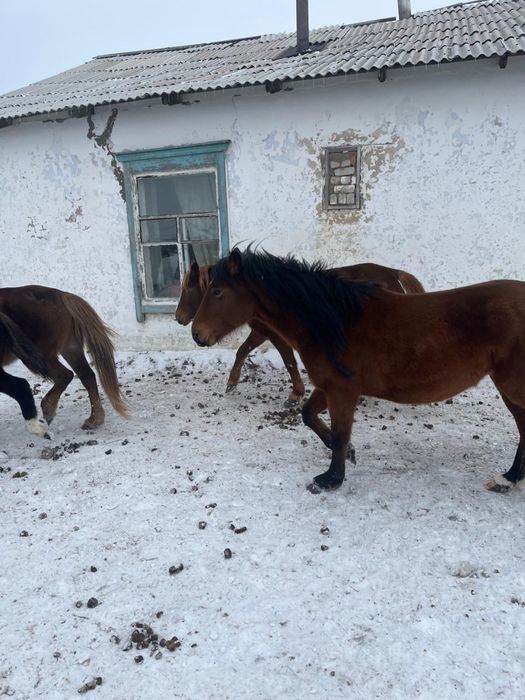 Жылқы бие сатылады Буаз Майда туады
