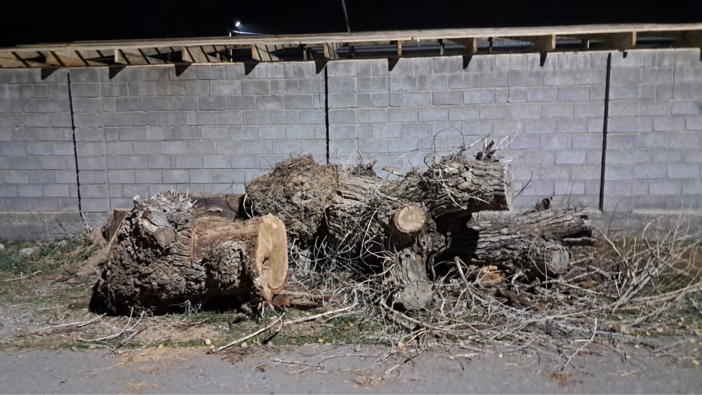 Дрова, деревья отдам даром