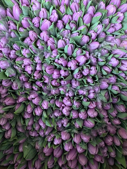 Свежие Тюльпаны (Болленстрик) с Гарантией от Производителя