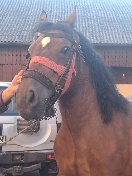 Vand iapă foarte puterincă